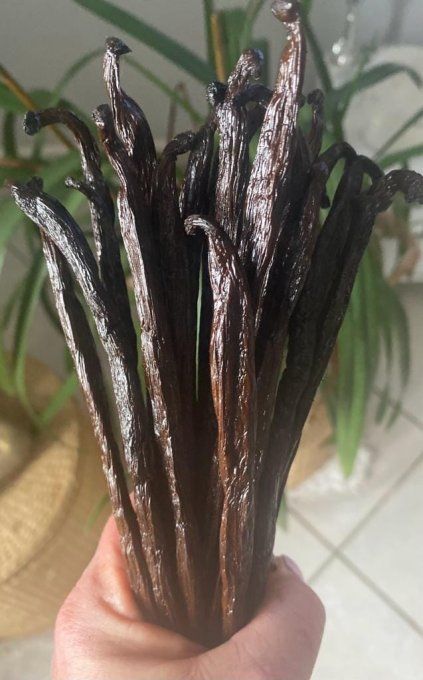 Vanille Bourbon Extra Large de Madagascar (17-18 cm) - Gourmet noire non fendue - 1pc