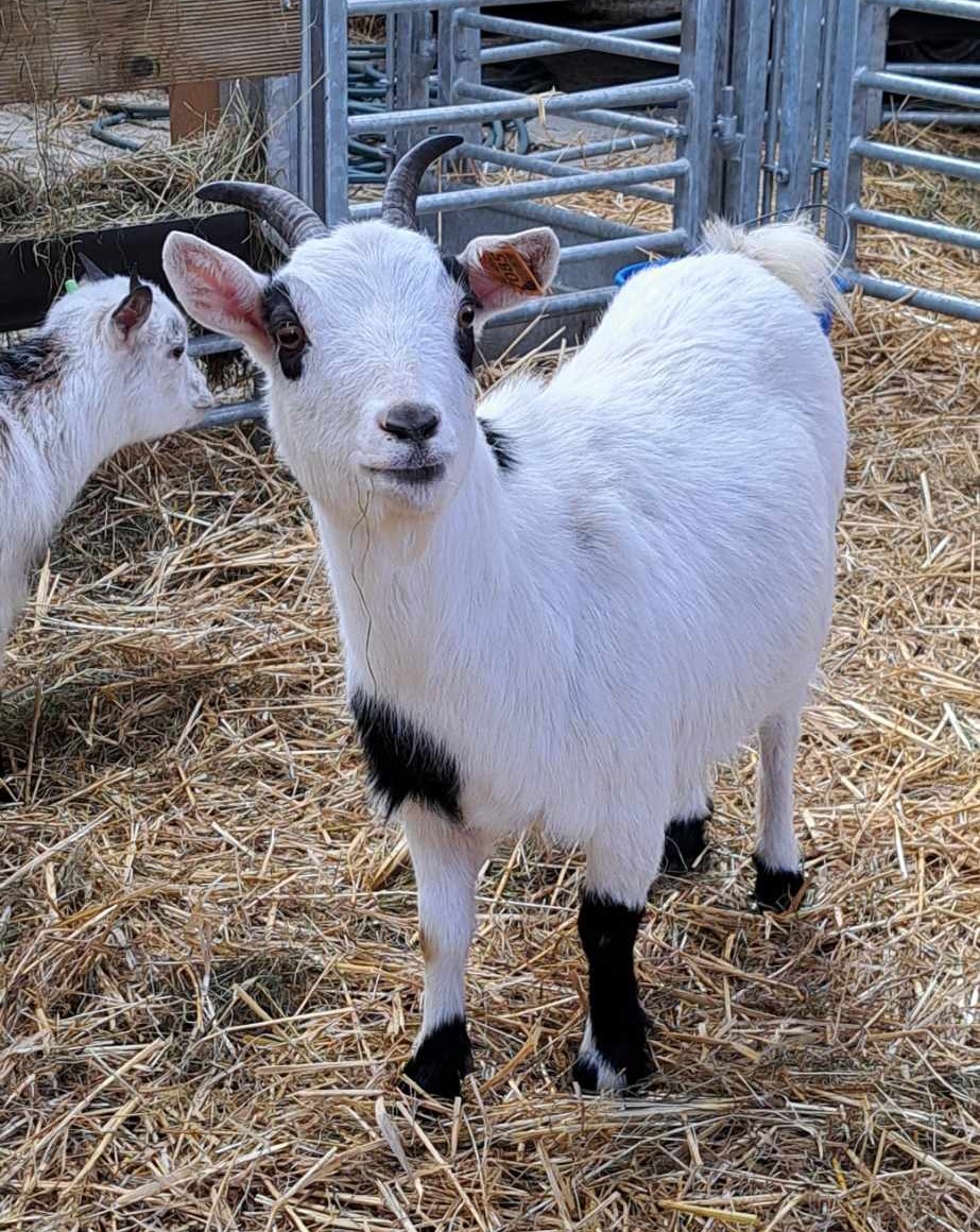 Elevage chèvres miniatures - Aux Libellules - Dolly